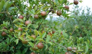 茶树籽催芽方法 茶树籽介绍