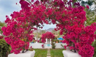 角梅的养护方法 角梅的养护方法是什么呢