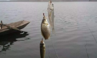 鲫鱼打窝正确方法 钓鲫鱼打窝技巧