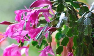 蟹爪兰浇水方法 蟹爪兰如何浇水