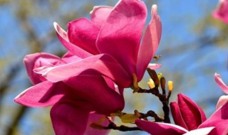 紫玉兰的移栽方法 紫玉兰如何移栽