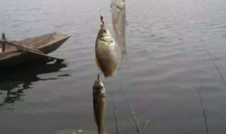 鲫鱼打窝的正确方法 鲫鱼打窝该怎么做