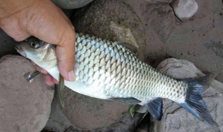 鱼皮脱鳞方法 有什么去鱼鳞的技巧