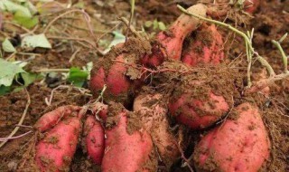地瓜要怎么保存 怎样保存地瓜？
