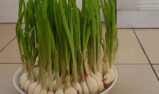 水培大蒜培育方法 怎么培育大蒜