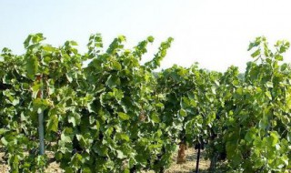 葡萄树防寒方法 葡萄树怎么防寒冷