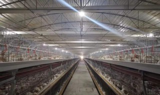 鸡舍通风管理方法 封闭鸡舍如何做好通风管理?