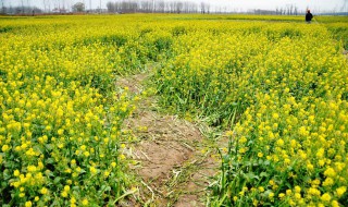 冬油菜的正确方法 冬油菜正确的种植时间和种植方法