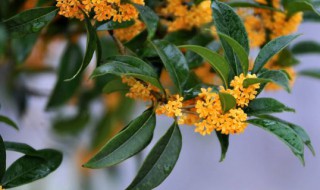 桂花树的插栽方法 桂花树扦插方法介绍