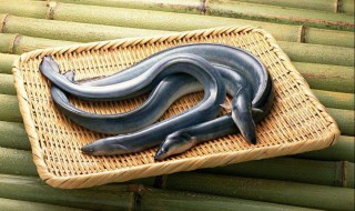 鳗鱼育苗繁殖方法 关于鳗鱼育苗繁殖方法