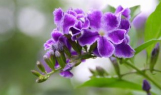 金露花换盆最佳方法 金露花换盆方法