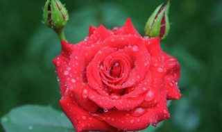 适宜月季繁殖方法 月季如何繁殖