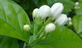 茉莉花松土方法 茉莉花如何松土