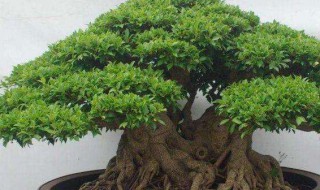 榕树的过冬方法 过冬的方法介绍