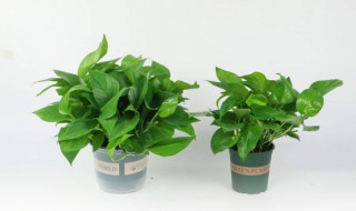 绿萝怎么养殖 绿萝的养殖方法