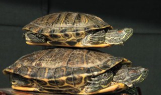 巴西龟怎么喂食 如何喂养巴西龟