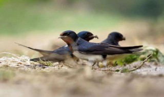 几处早莺争暖树谁家新燕啄春泥的意思 几处早莺争暖树谁家新燕啄春泥原文
