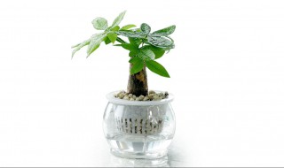 水培发财树的正确方法 水培发财树的养殖方法和注意事项
