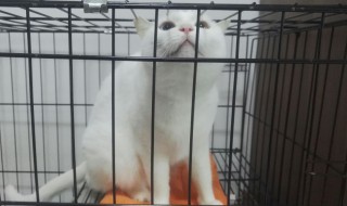 正确笼养猫咪的方法 正确笼养猫咪的方法分享