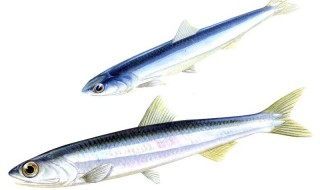 关于鱼的简短经典语录 关于鱼的唯美句子