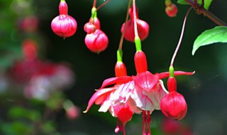 灯笼花的繁殖方法 灯笼花如何繁殖