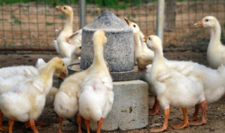 青储喂鹅的正确方法 青储喂鹅怎么喂