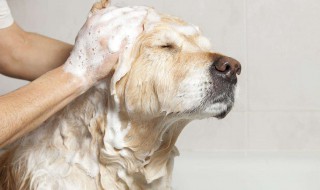 狗狗洗澡怎么做 给狗狗洗澡的正确步骤