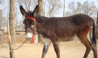 毛驴的喂养方法 驴的养殖方法