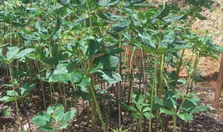 黄精种植方法详解 黄精种植方法及田间管理技术