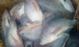 广东钓罗非鱼的方法 做好这四点不愁钓不到