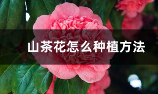 种山茶花的方法 山茶花的种植方法介绍