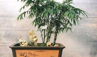 龟甲竹养护方法 盆栽的龟甲竹怎样养护