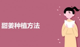 甜姜种植方法 阳台上怎样栽种甜姜