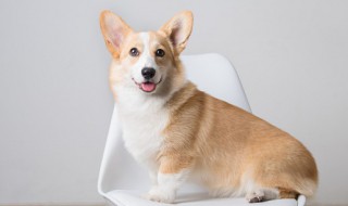 如何和狗正确的沟通 和狗正确的沟通方法