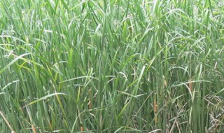 香蒲菜的繁殖方法 如何繁殖香蒲菜