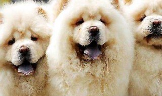 养松狮的方法 怎么松狮