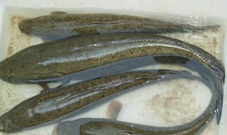 乌鱼喂食方法 可以采取什么方法喂食