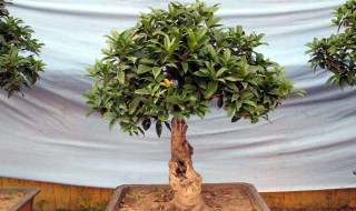 桂树的修剪方法 桂花树的修剪方法介绍