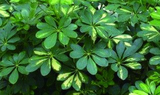 八爪树繁殖方法 繁殖的方法介绍