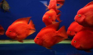 养血鹦鹉鱼技巧 怎么养殖鹦鹉鱼