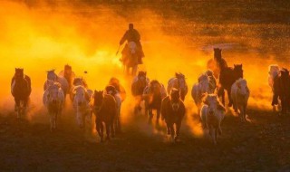 拍摄马群的技巧 怎么拍摄出来好看