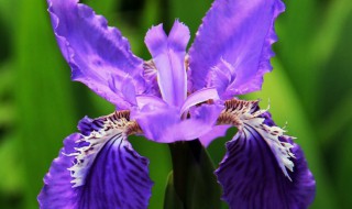 什么花的寓意是友谊地久天长 代表友谊的花有哪些