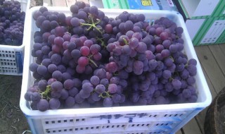 巨峰葡萄种植方法 巨峰葡萄怎么种