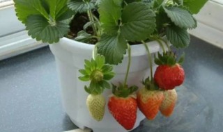 家里怎么种植草莓 家里种草莓的方法