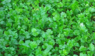 香菜种子怎么种 种香菜的方法