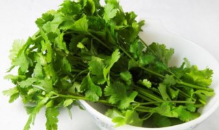 冬天怎么种香菜 香菜怎么种