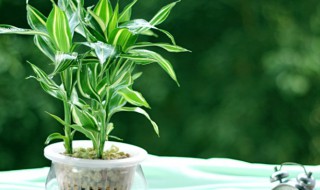 家里养什么植物聚财 家里养什么植物好