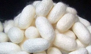 室内沙蚕养殖方法 室内沙蚕养殖方法介绍