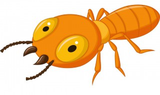 白蚁药放置方法 如何放置使用白蚁药