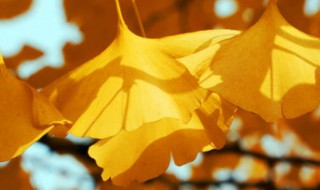 银杏叶泡水喝方法 银杏叶怎么泡水喝